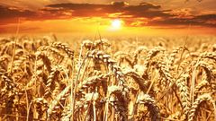 пшеница засуха