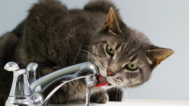 кошка и вода