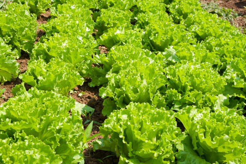 Выращивание салата листового, качанного, ромэна: рассадой и в открытомгрунте - Метеонова