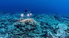Недалеко от Таити обнаружили редкий коралловый риф