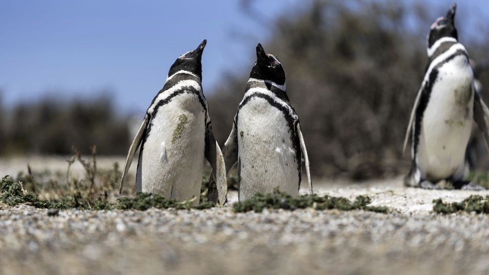Галапагосских пингвинов и бакланов стало больше