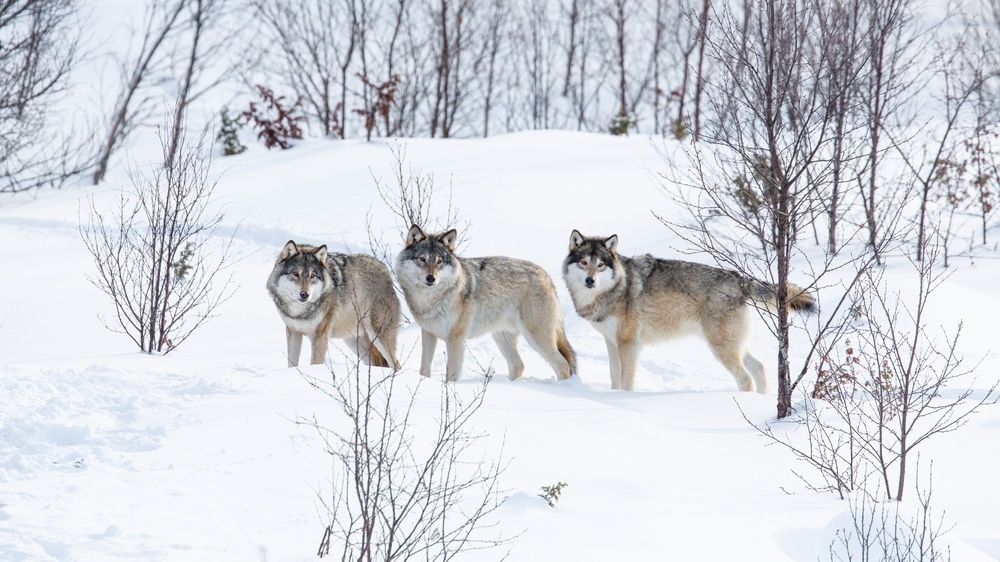 Мороз гонит волков к человеческому жилью