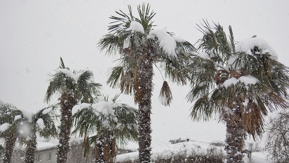 Снег повредил коллекции растений сочинского дендра